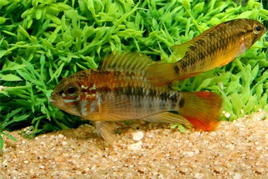 Apisto. macmasteri cou rouge le couple 3-4 cm