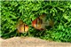 Mikrogeophagus ramirezi Europe le couple 4-5 cm