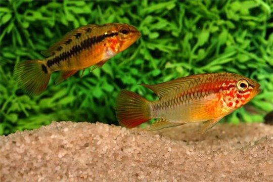 Apisto. viejita II le couple 5-6 cm