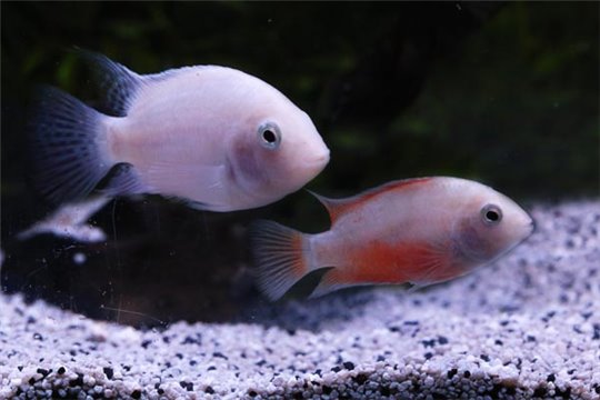Cichlas. nigrofasciata blanc (Amatitlania) 6-8 cm