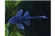 L128 Hemiancistrus sp. "Blue Phantom Pleco" 3-4 cm