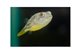 Tetraodon fahaka 2-4 cm