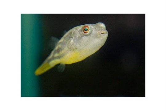 Tetraodon fahaka 2-4 cm