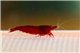 Crevette Neocaridina davidi red (bloody mary) 1-1,5 cm