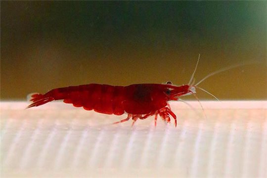 Crevette Neocaridina davidi red (bloody mary) 1-1,5 cm