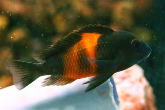 Tropheus moori bemba 6 cm
