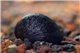 Escargot Neritina pulligera 1-2 cm