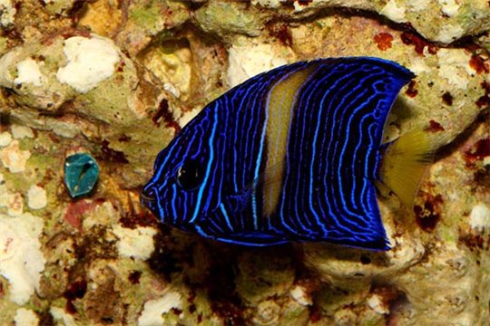 Pomac,Maculosus élevage 2-3 cm