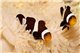Amphiprion darwini élevage 3-4 cm le cpl + anemone 8-15 cm Le trio