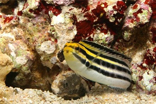 Meiacanthus grammistes élevage 4-7 cm