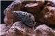 Escargot nettoyeur cerithium echinatum 1,5-3 cm
