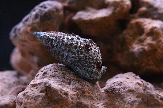 Escargot nettoyeur cerithium echinatum 1,5-3 cm