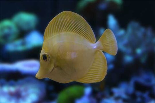 Zebrasoma flavescens élevage 4-6 cm