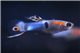 Guppy mâle endler Japan blue 1-2 cm