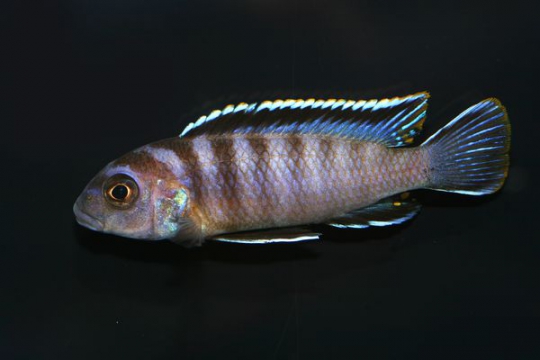Pseudotropheus elongatus - 4-5.