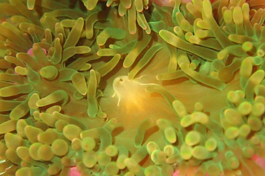 Anemone entacmea verte 10-15 cm