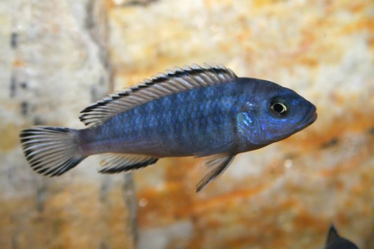 Pseudotropheus socolofi - 5-6.