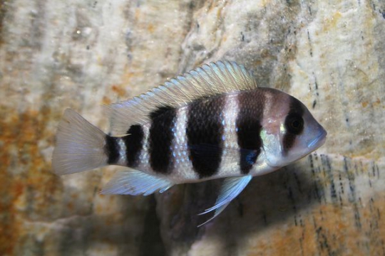 Cyphotilapia frontosa - 3-4.