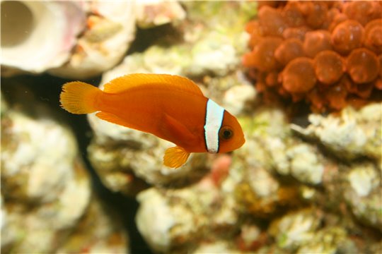 Amphiprion frenatus élevage 4-6 cm