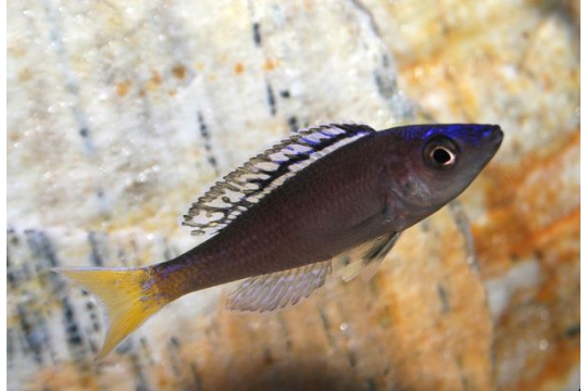 Cyprichromis leptosoma mpulungu - 4-5.