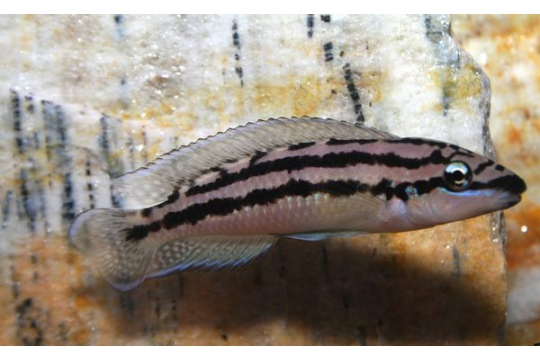 Julidochromis dickfeldi - 4-5.