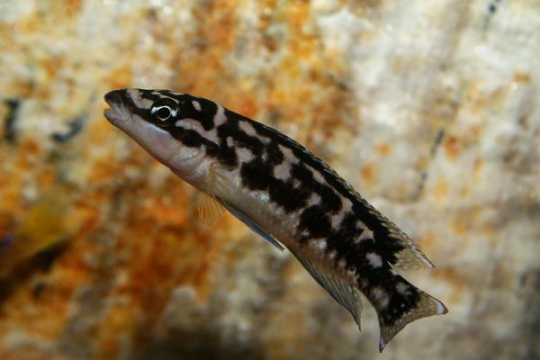 Julidochromis transcriptus - 4-5.