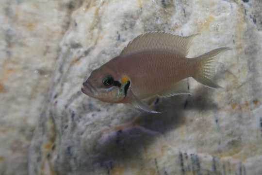 Neolamprologus brichardi - 2-3.