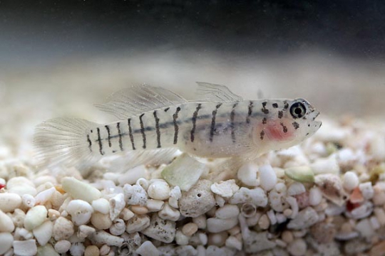 Elacatinus macrodon élevage - 
