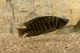 Altolamprologus calvus - 6-8.