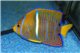 Holacanthus Passer - 4-6