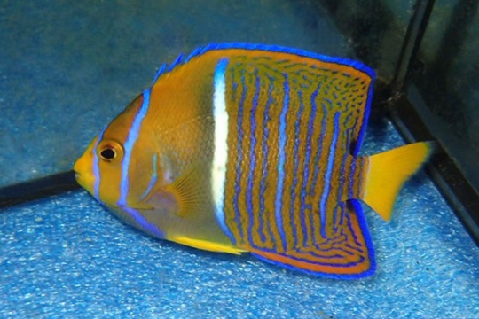 Holacanthus Passer - 4-6