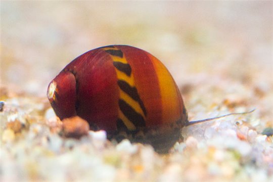 Escargot Neritina vittina waigiensis 1-2 cm