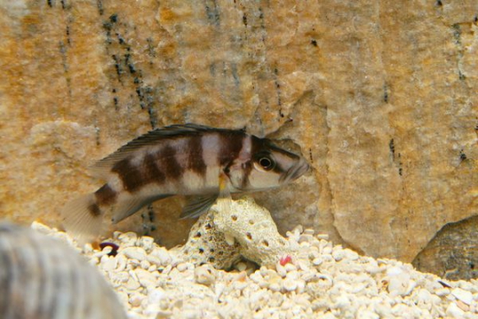Altolamprologus compressiceps shellfish - 3-4.