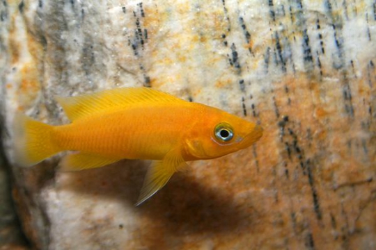 Neolamprologus leleupi - 4-5.