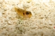 Lamprologus ocellatus gold - 3-4.