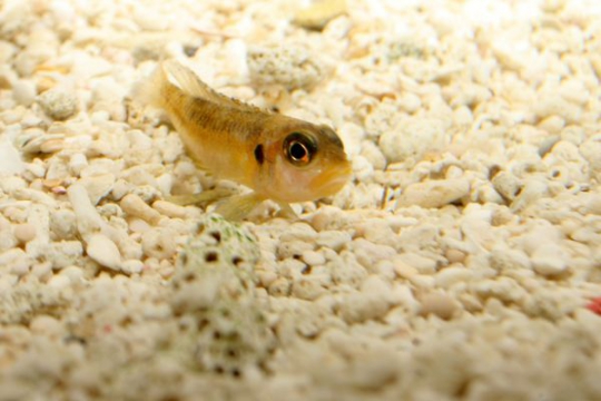 Lamprologus ocellatus gold - 3-4.