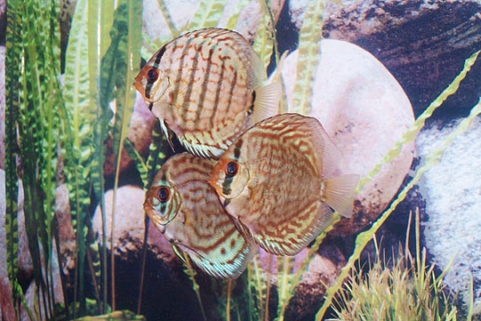 Discus Stendker Brillant Turquoise - 8.