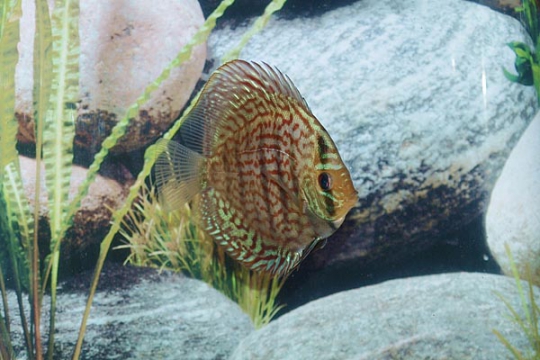 Discus Stendker Brillant Turquoise - 10.
