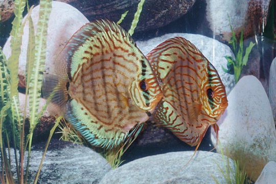 Discus Stendker Brillant Turquoise - 14.