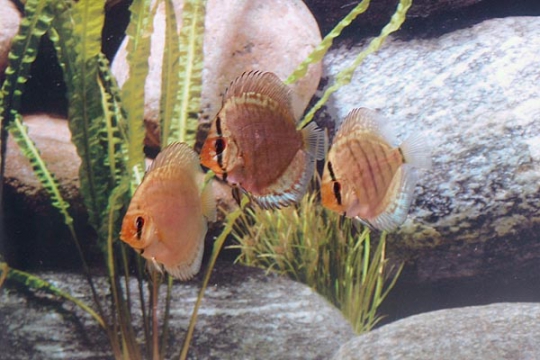 Discus Stendker Solid Turquoise - 6,5.