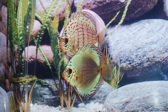 Discus Stendker Solid Turquoise - 12.