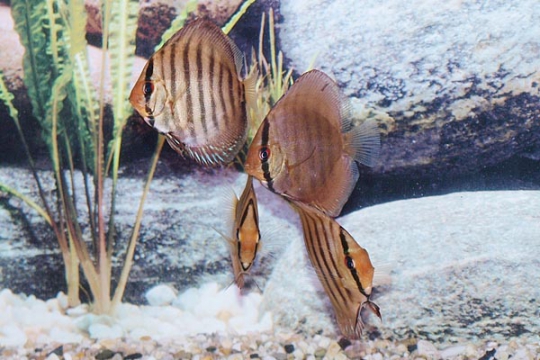 Discus Stendker Red Turquoise - 6,5.
