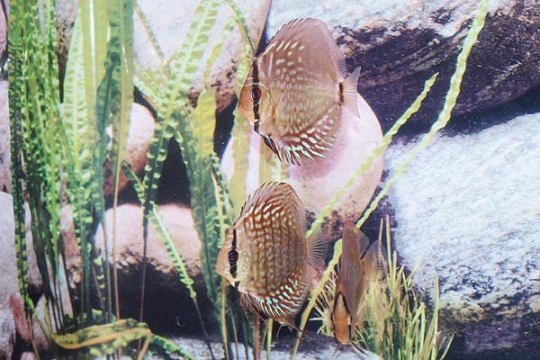 Discus Stendker Red Turquoise - 8.