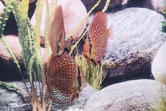 Discus Stendker Red Turquoise - 10.