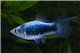 Platy bleu tuxedo 3-3,5 cm