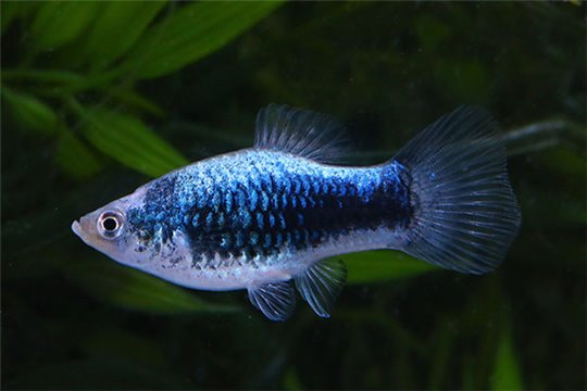 Platy bleu tuxedo 3-3,5 cm