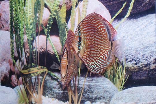 Discus Stendker Red Turquoise - 12.