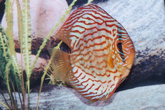 Discus Stendker Red Turquoise - 14.