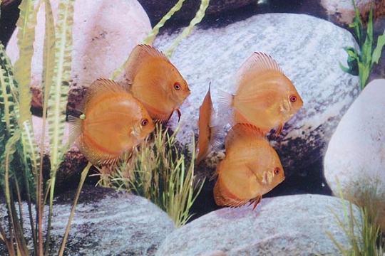 Discus Stendker Pigeon Blood - 6,5.