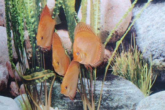 Discus Stendker Pigeon Blood - 8.